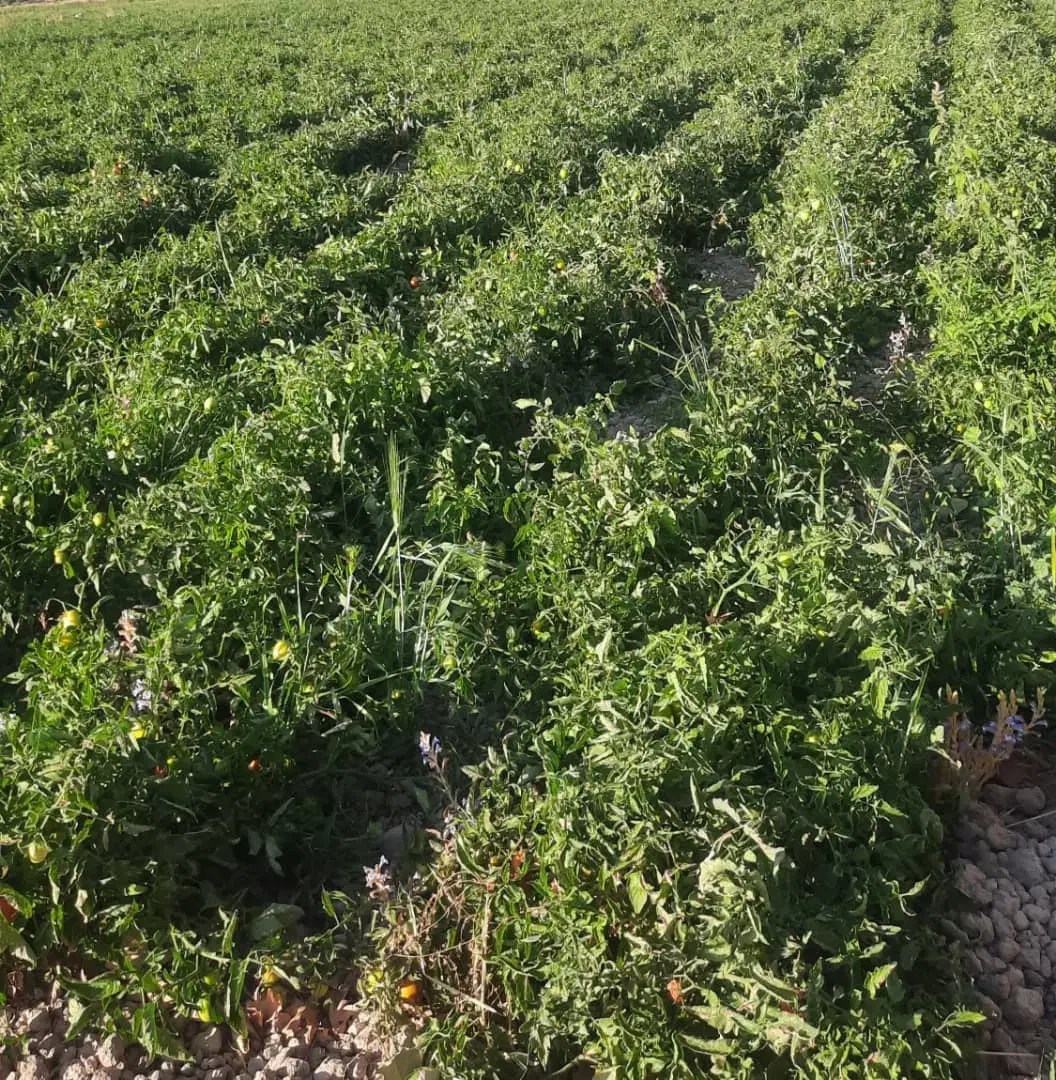 اجاره زمین کشاورزی روستای قوام آباد|اجارهٔ دفتر صنعتی، کشاورزی، تجاری|پاسارگاد, |دیوار