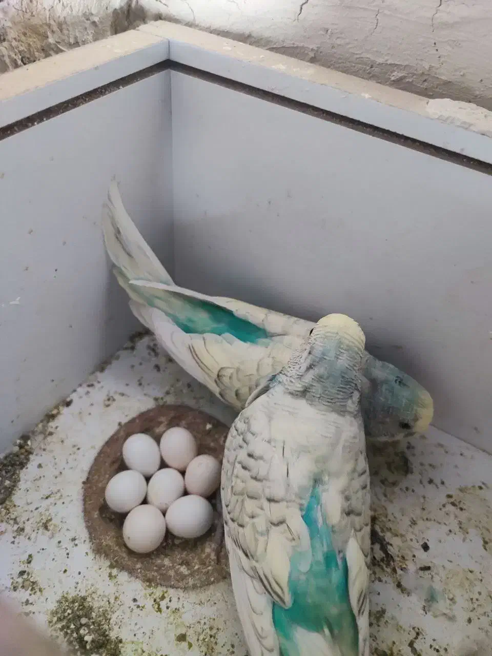 مرغ عشق|پرنده|ارس, |دیوار