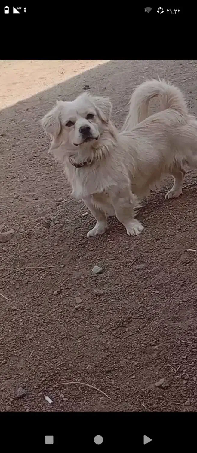 دو عدد سگ پا کوتا|سگ|فشاپویه, |دیوار