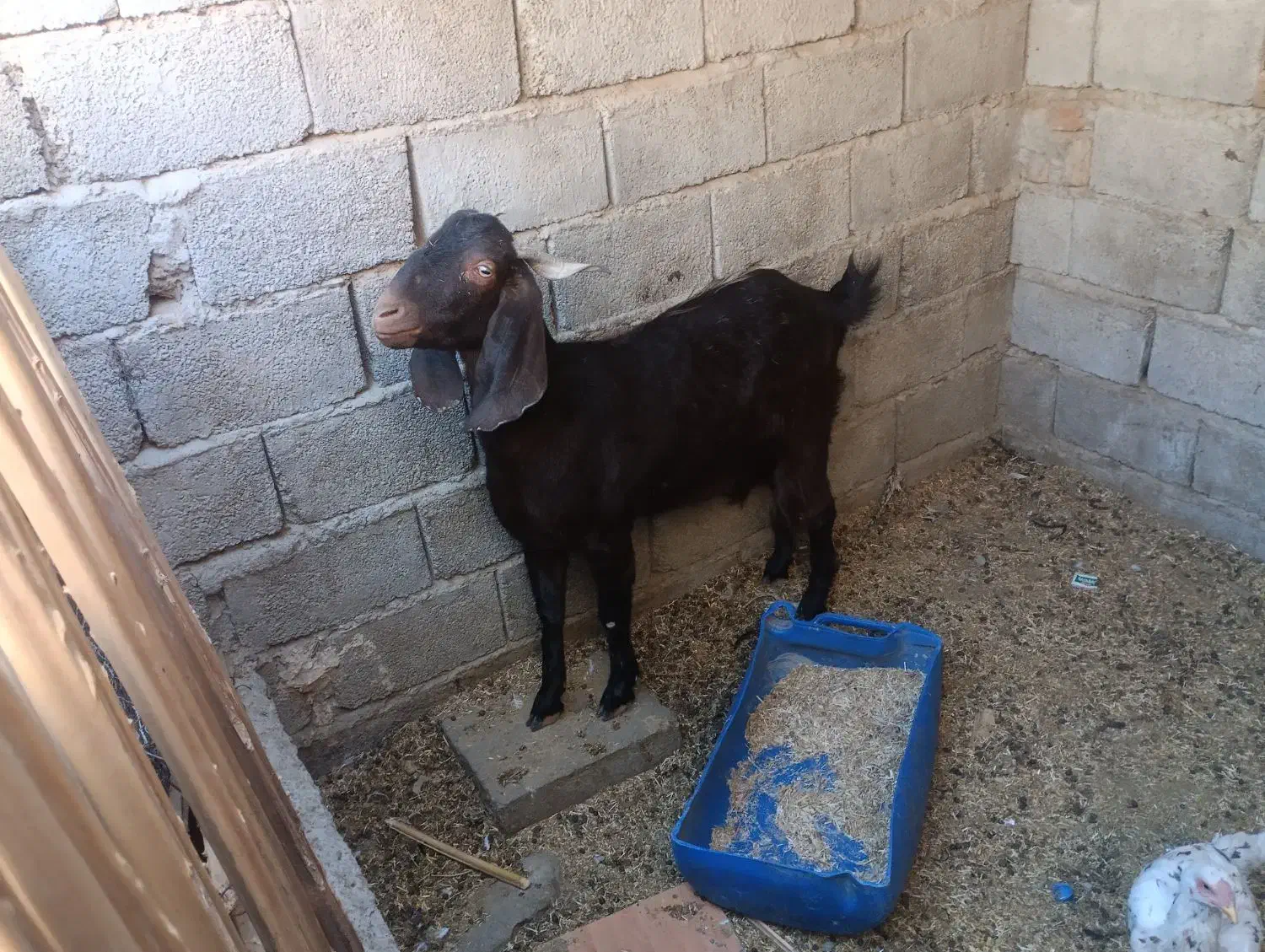 بز مری|حیوانات مزرعه|سراوان, |دیوار