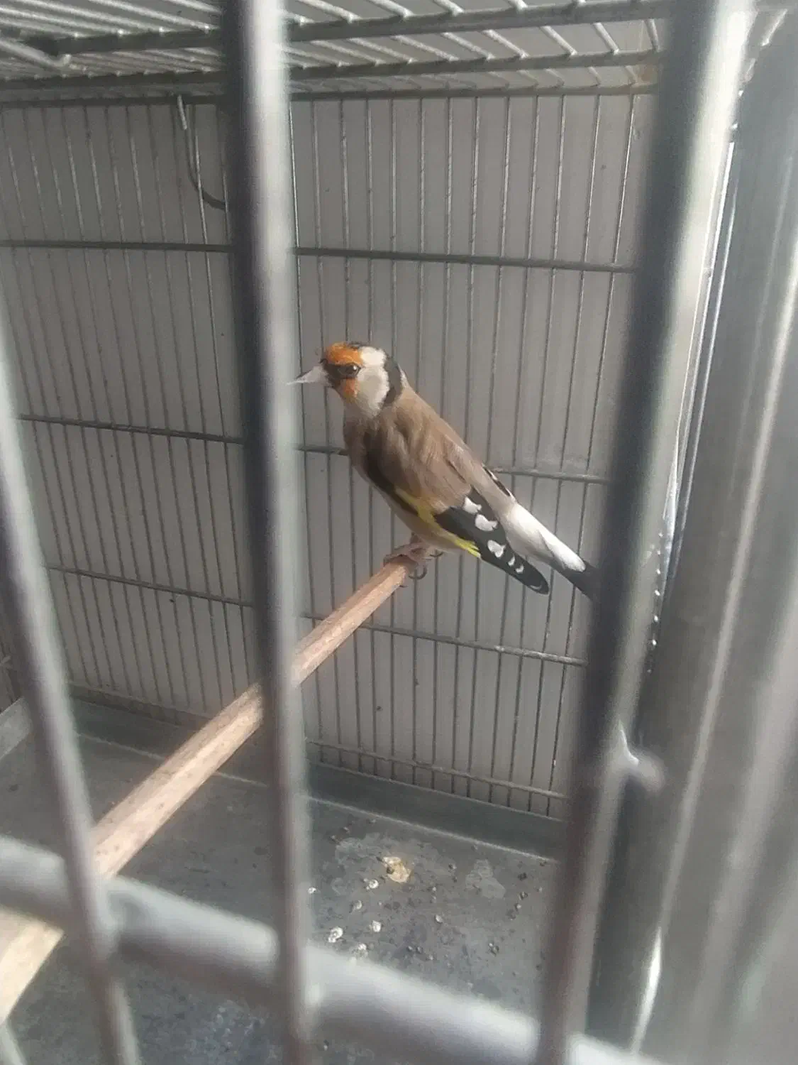 سهره جفتی سهره و قناری تضمینی کت باز صلیبی|پرنده|صباشهر, |دیوار