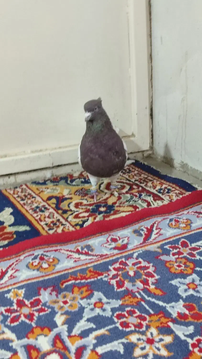 کبوتر|پرنده|بروجرد, |دیوار