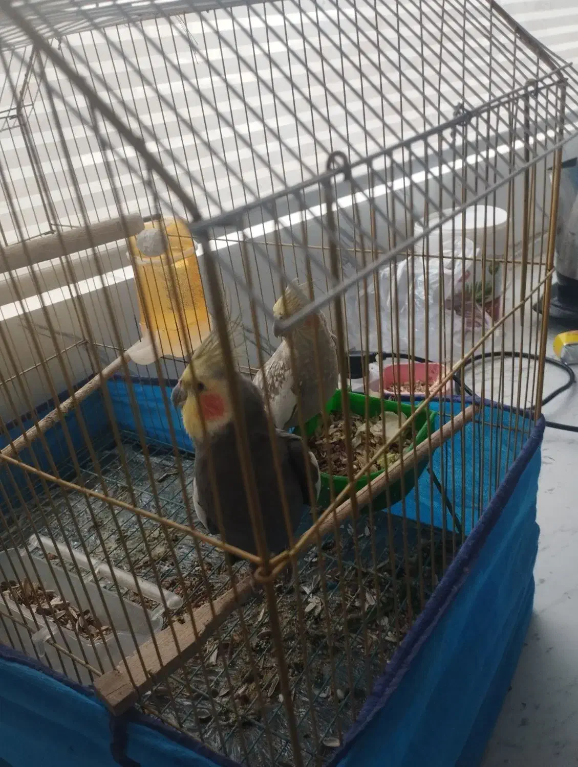 فروش عروس هلندی|پرنده|همدان, |دیوار