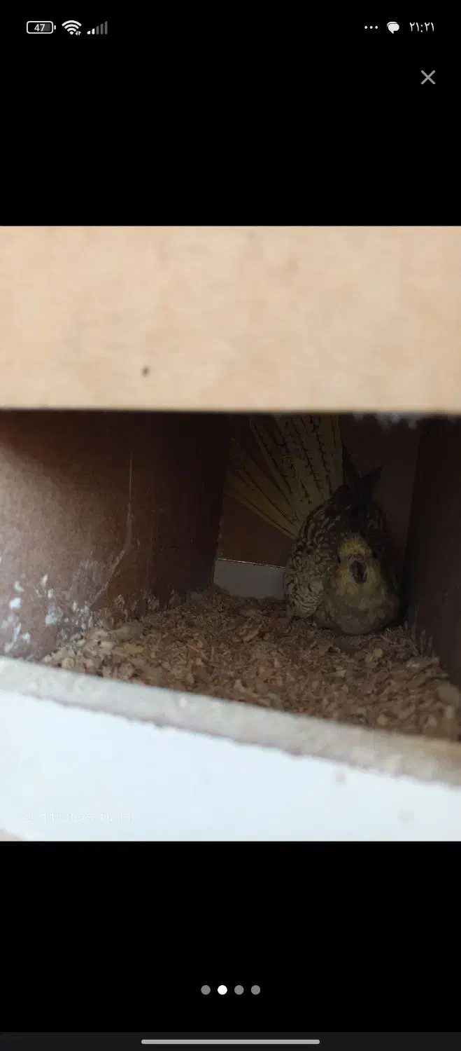 عروس هلندی میخواد تخم کنه|پرنده|گنبد کاووس, |دیوار