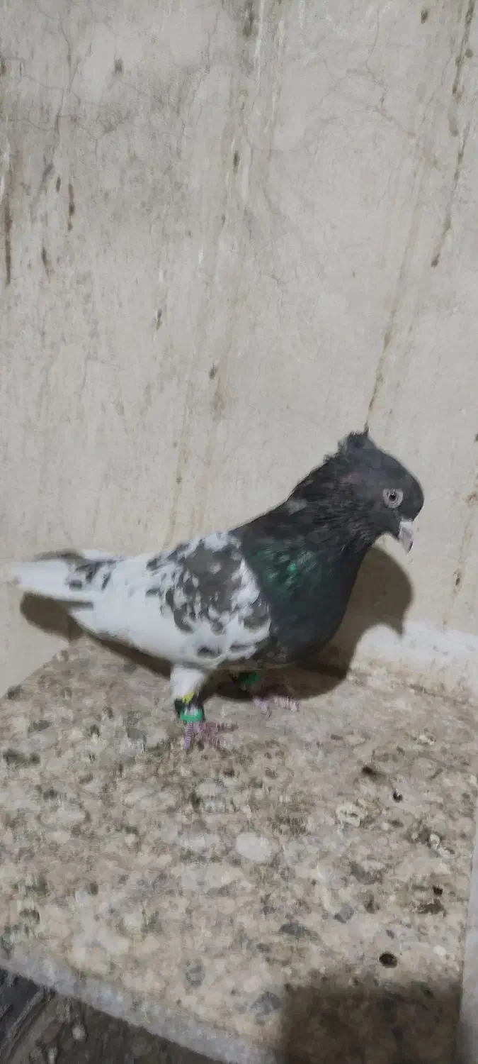 کله مشکی|پرنده|مشهد, رضاییه|دیوار