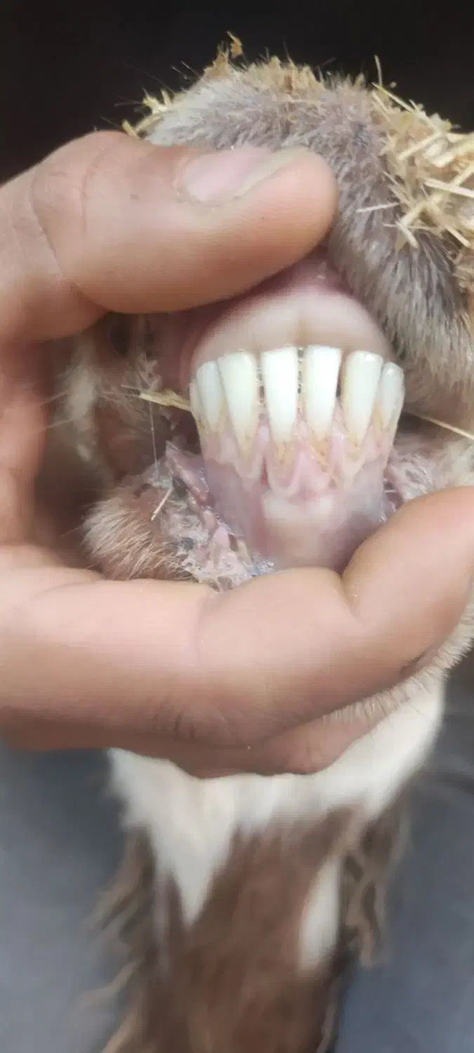 میش جوون|حیوانات مزرعه|چناران, |دیوار