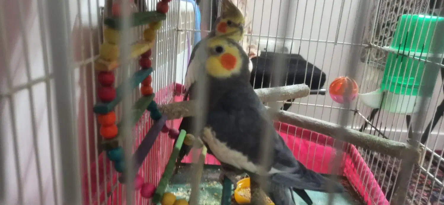 دو عدد عروس هلندی نر فوری|پرنده|تهران, مینای شمالی (مخبر)|دیوار