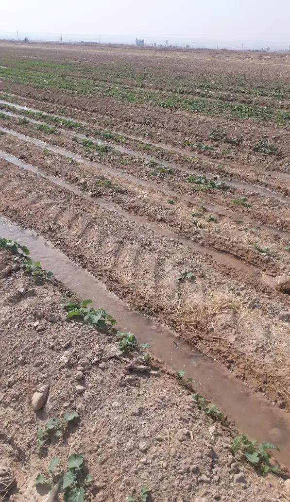 اجاره زمین کشاورزی|اجارهٔ دفتر صنعتی، کشاورزی، تجاری|دهلران, |دیوار