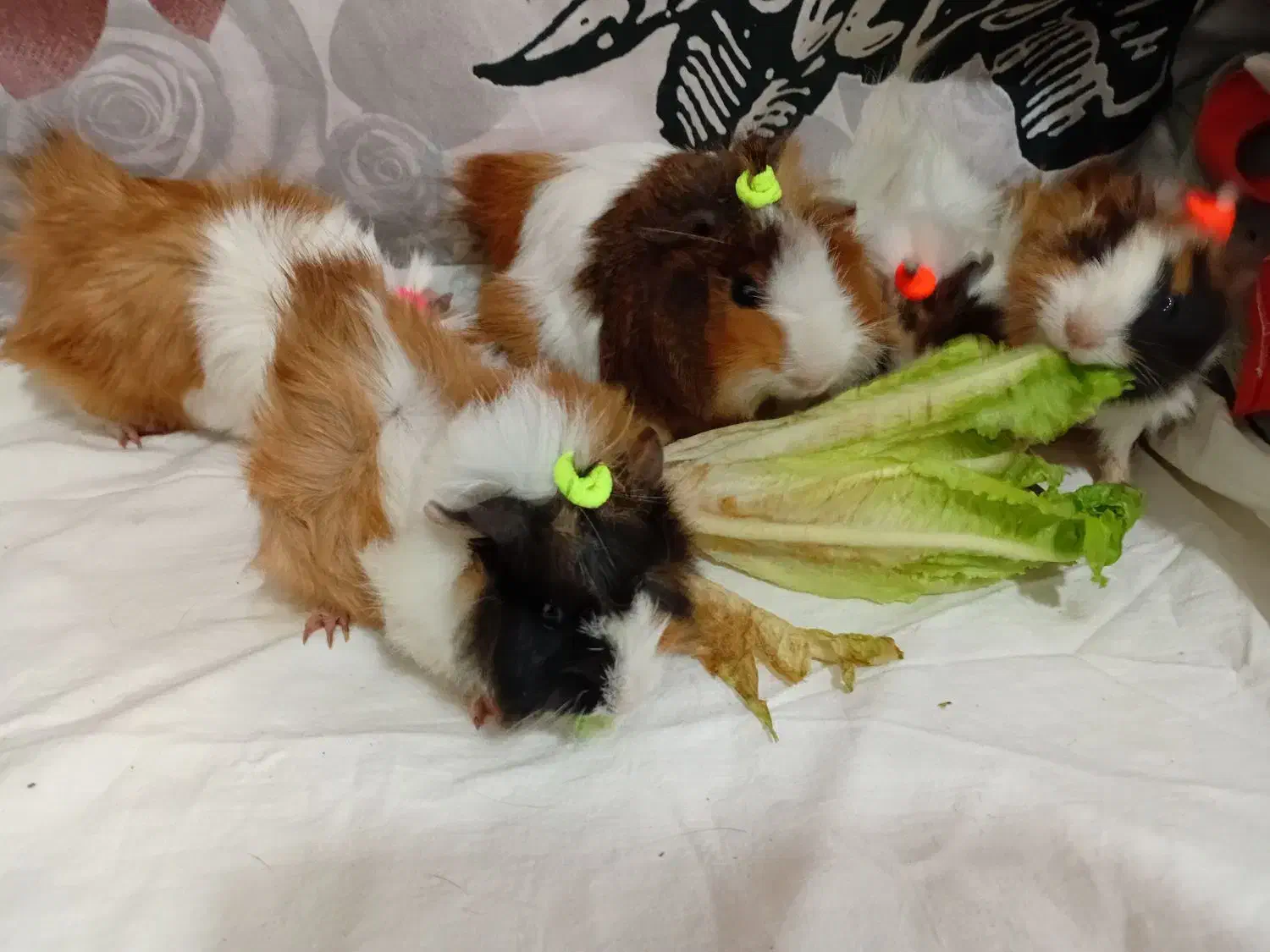 خوکچه هندی فشن|موش و خرگوش|شهرکرد, |دیوار