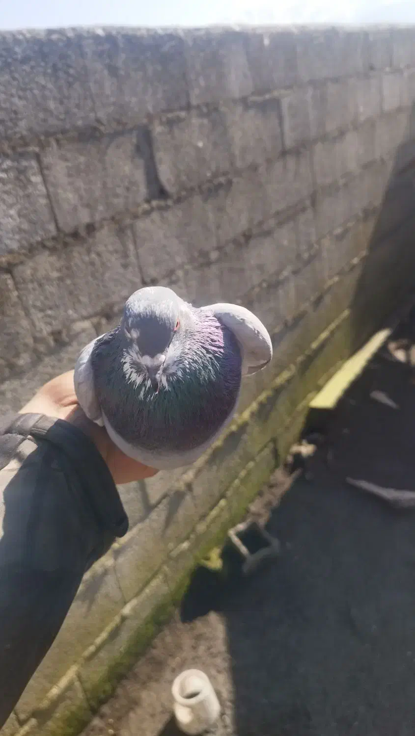 کبوتر پرشی|پرنده|رودسر, |دیوار