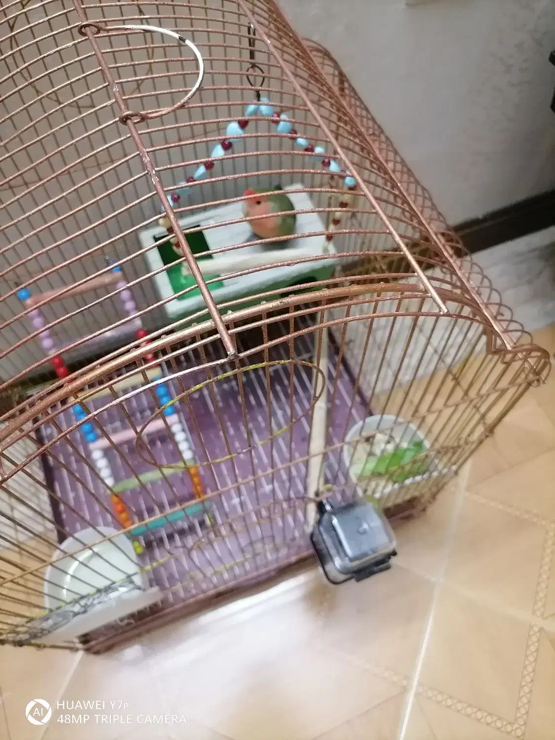 طوطی برزیلی نر|پرنده|اسلامشهر, شهرک مهدیه|دیوار