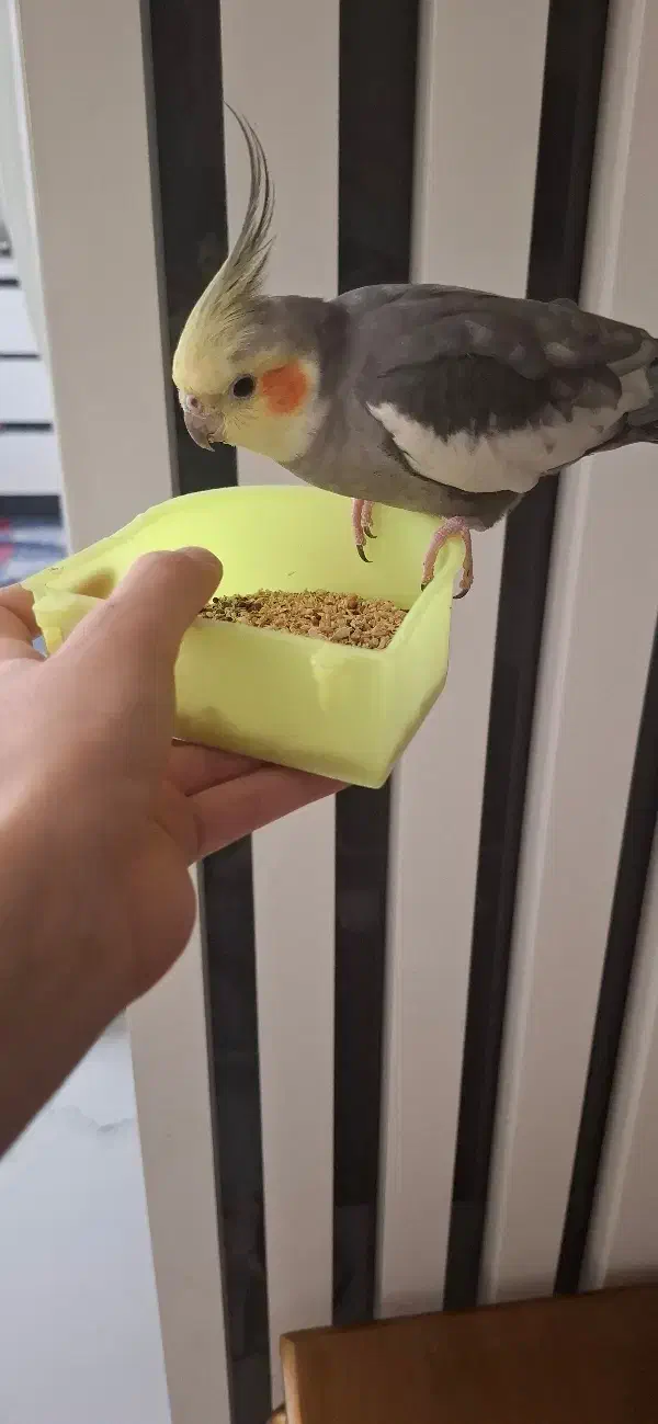 عروس هلندی نر رام و دستی و سخنگو و سالم|پرنده|ری, هاشم‌آباد|دیوار