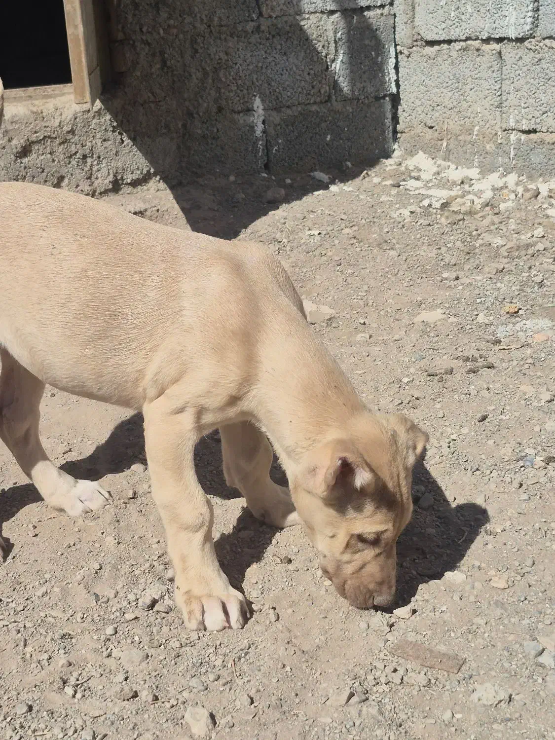 واگذاری توله ماده|سگ|تبریز, |دیوار