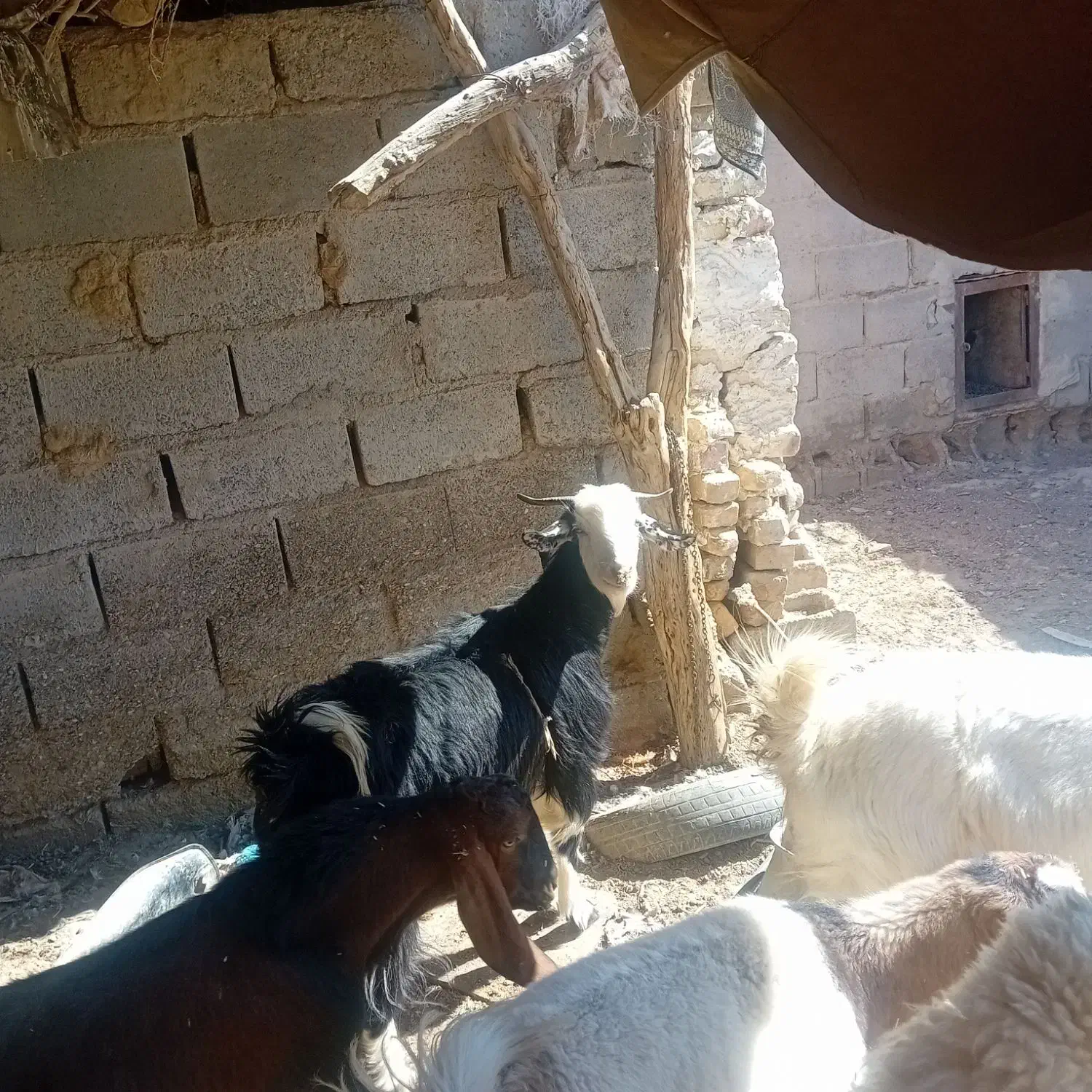 بز وکره|حیوانات مزرعه|تیمور آباد, |دیوار