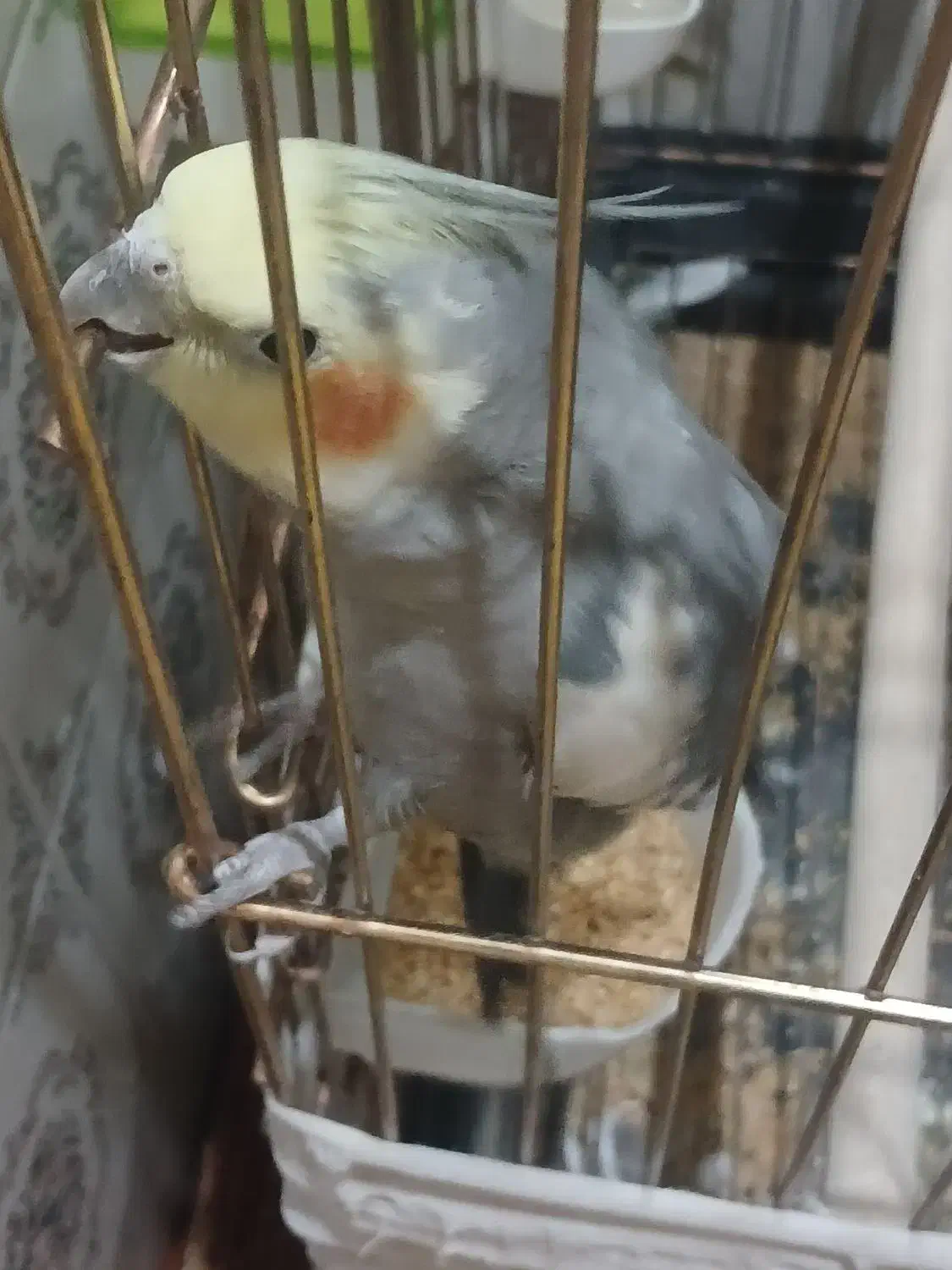 عروس هلندی|پرنده|تهران, شکیبا|دیوار