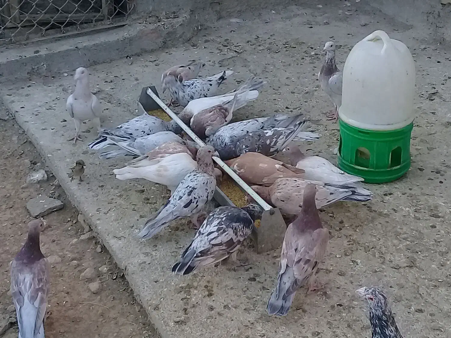 کبوتر نامور|پرنده|قزوین, |دیوار