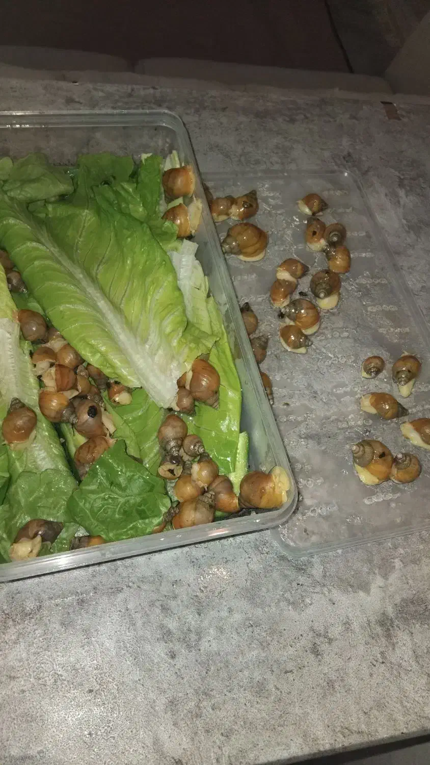 حلزون پرورشی|خزنده|تهران, امام زاده حسن|دیوار