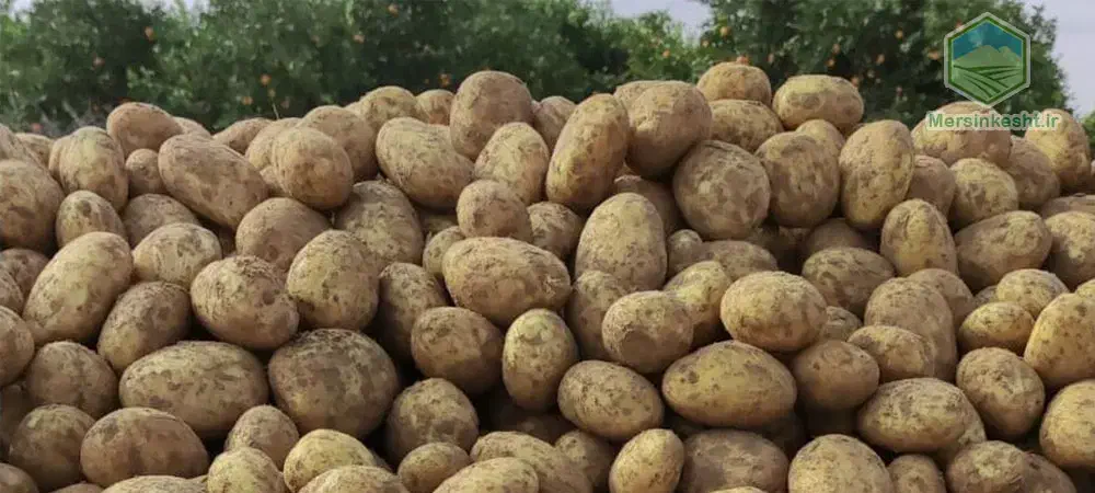 سیب زمینی تحویل به شهر هایه اطراف هم آورده میشود|خوردنی و آشامیدنی|بستان آباد, |دیوار