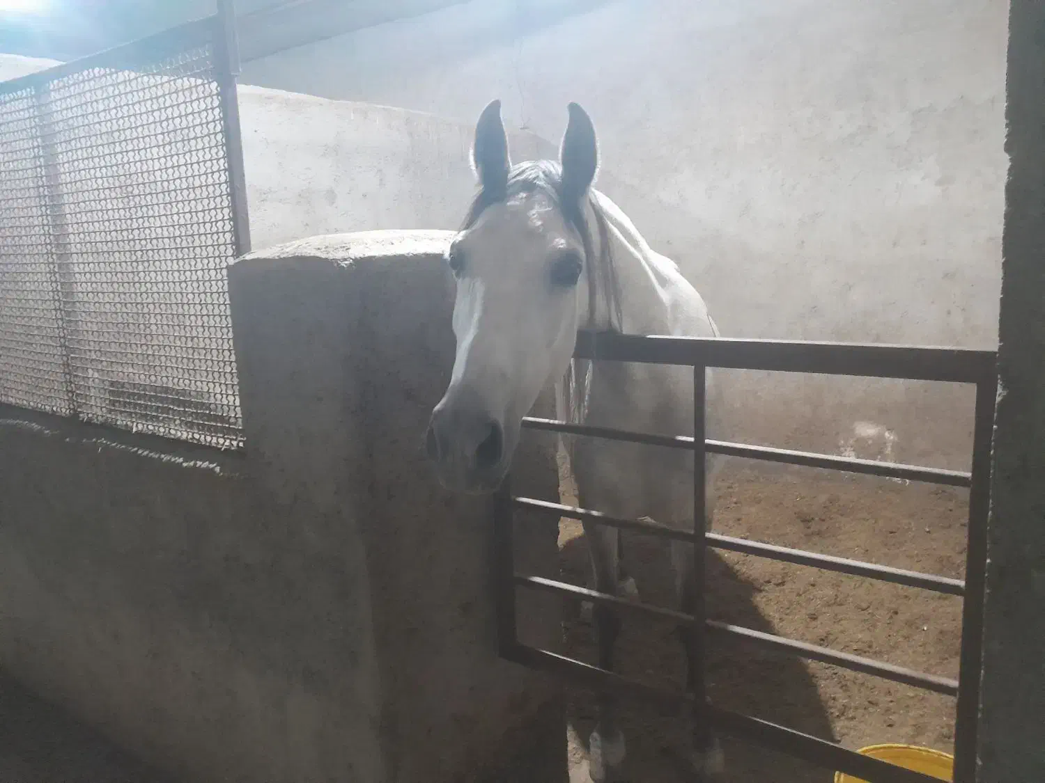 مادیون و نریون|اسب و تجهیزات اسب‌سواری|خمینی‌شهر, |دیوار