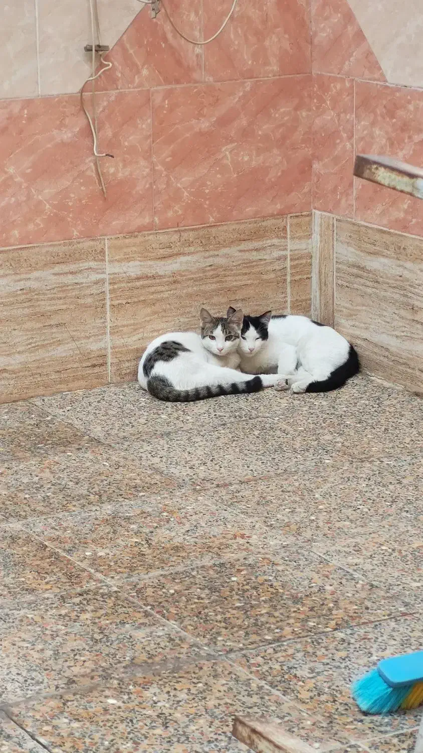 گربه ملوس|گربه|برازجان, |دیوار