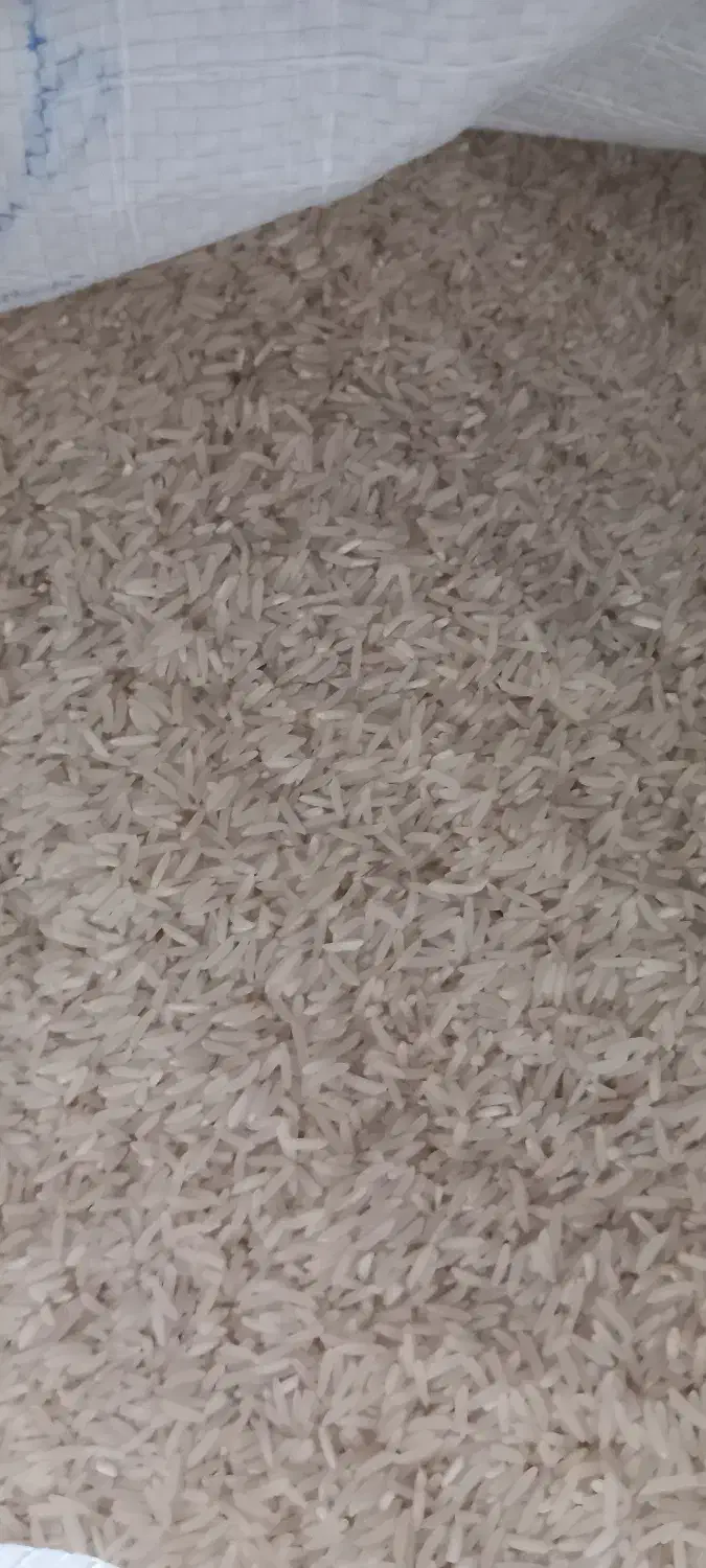 برنج ندا خوش عطر و خوش پخت|خوردنی و آشامیدنی|گلوگاه بابل (گلیا), |دیوار