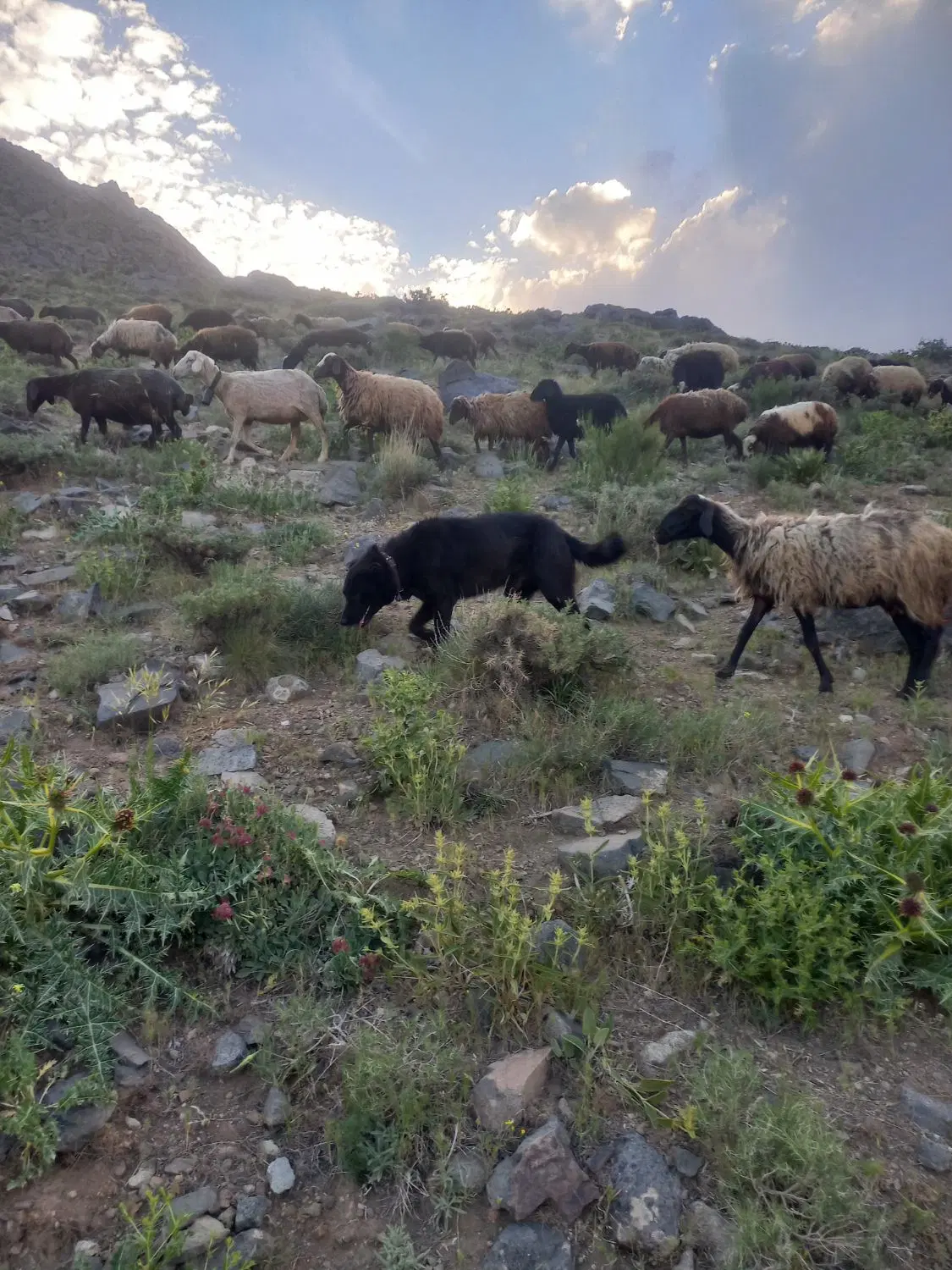 سگ گله|سگ|همدان, |دیوار