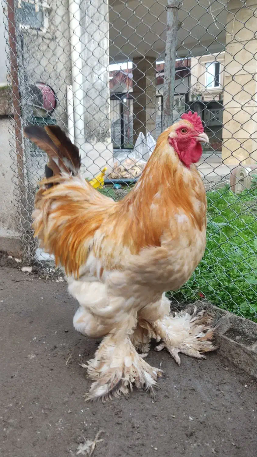 خروس برهما(امپراطور)|حیوانات مزرعه|چالوس, |دیوار