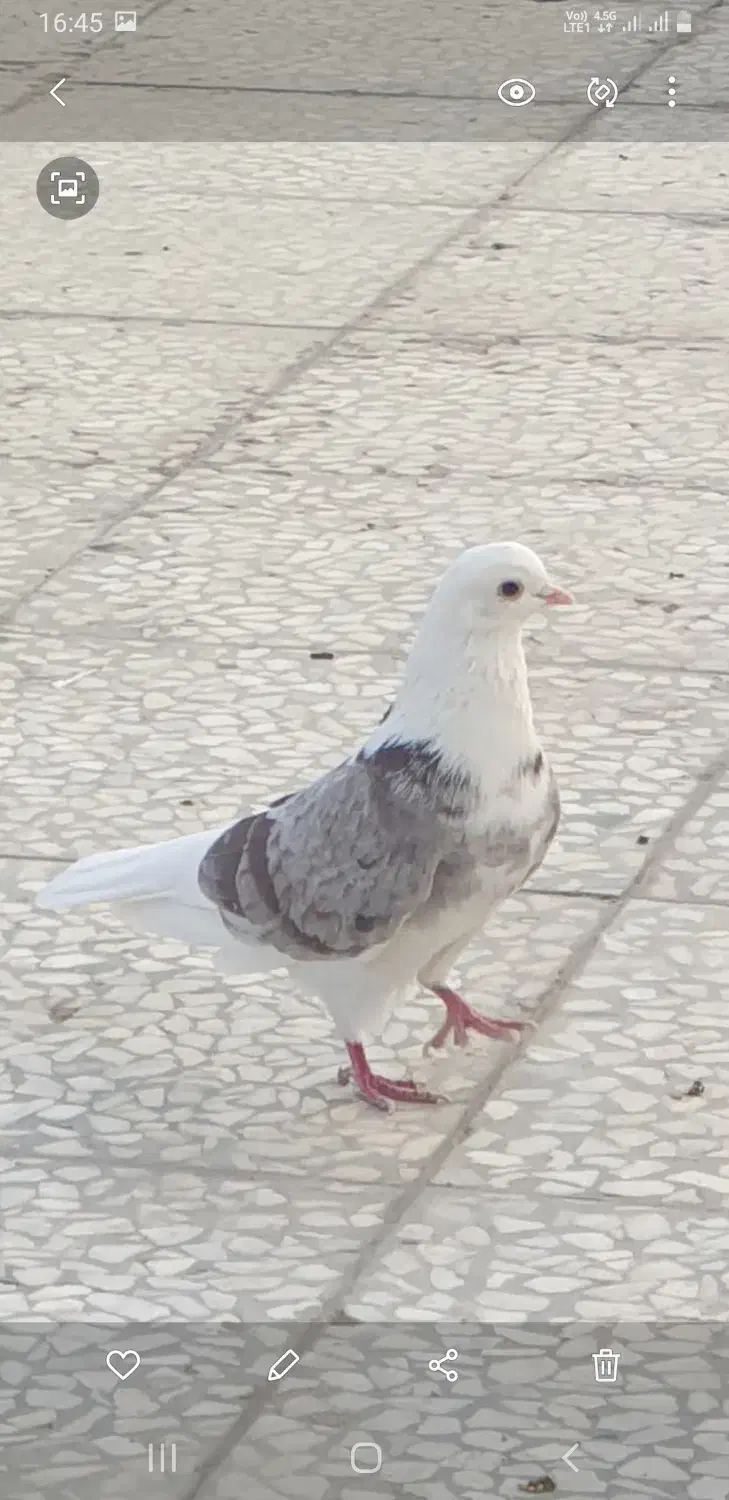 هما سرور نر|پرنده|پردیس, فاز ۲|دیوار