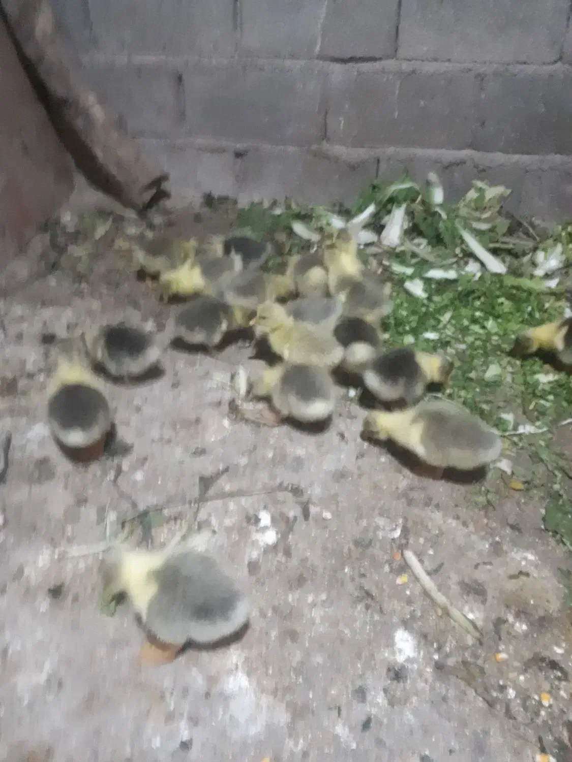 غا.ز|حیوانات مزرعه|دزفول, |دیوار