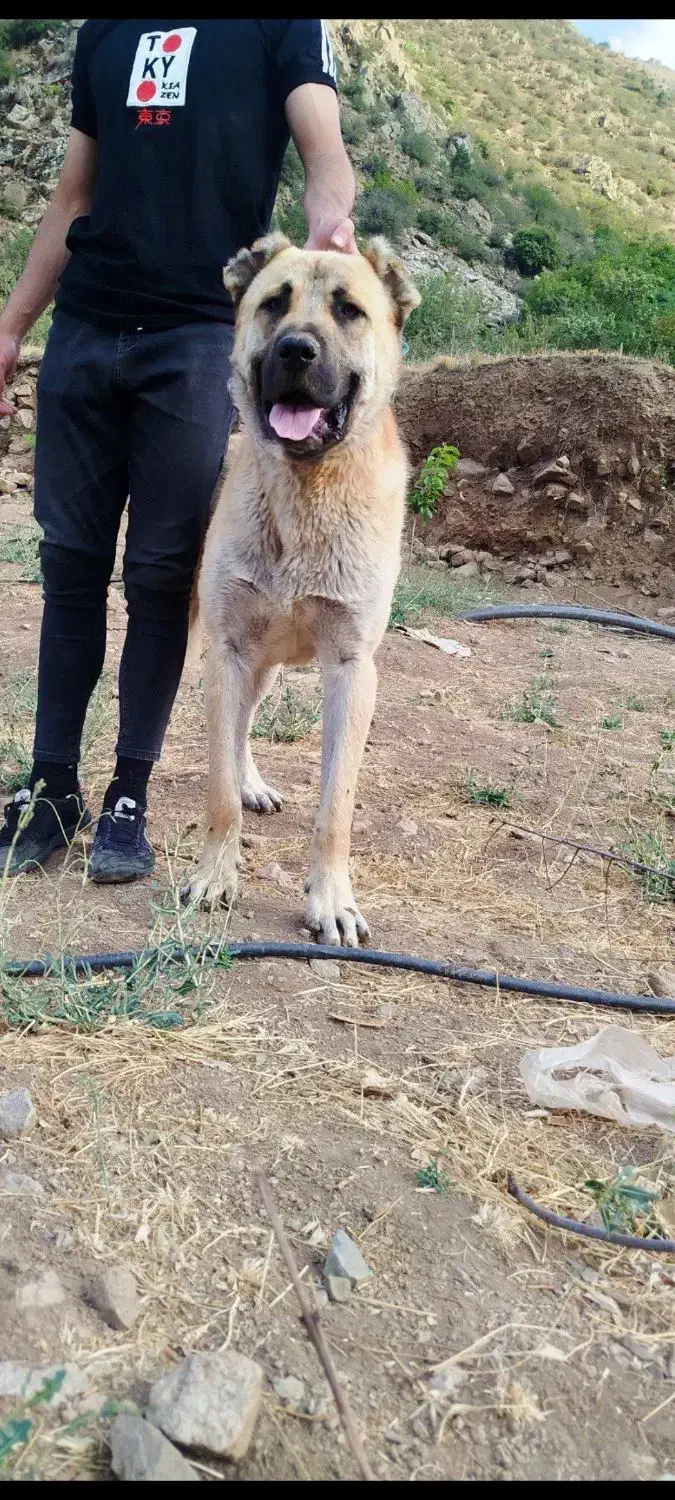 سرابی 14ماهه|سگ|چورزق, |دیوار