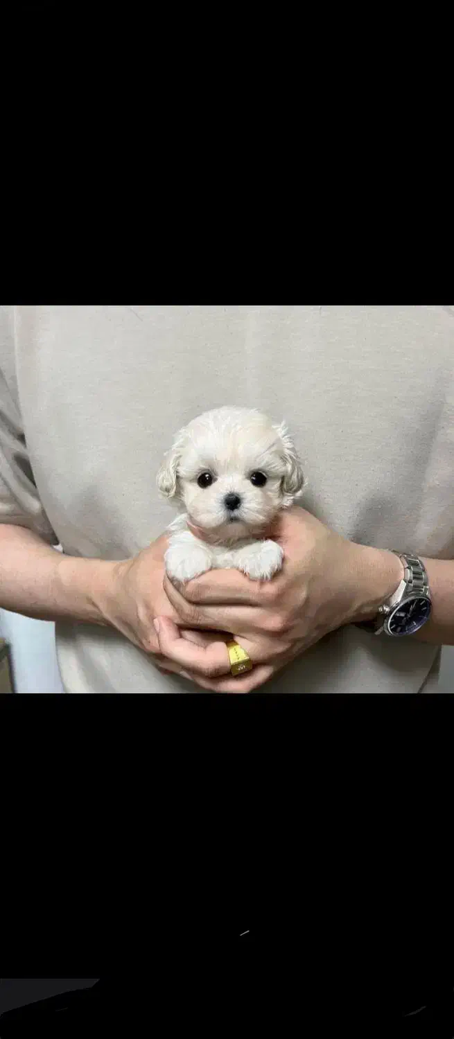 خرس کوچولوی ناز|سگ|کرمان, |دیوار