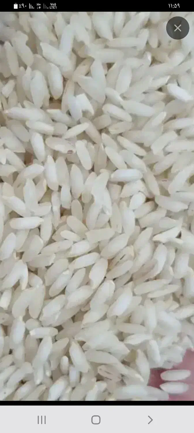 برنج طلاشد. عنبربو شوشتر.|خوردنی و آشامیدنی|شوشتر, |دیوار