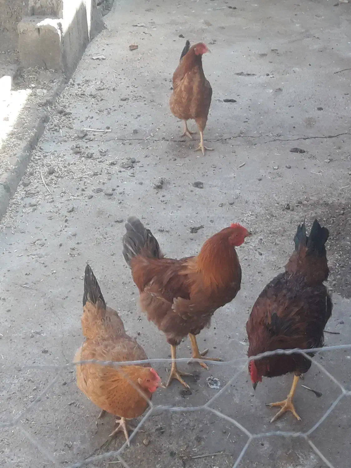 ۲تاخروس ۲تامرغ تازه به تخم امدن سالم هستن|حیوانات مزرعه|کشاورز, |دیوار