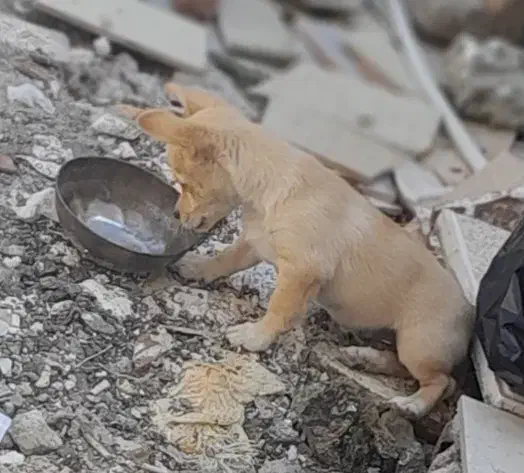 سگ پاکوتاه|سگ|پارسآباد, |دیوار