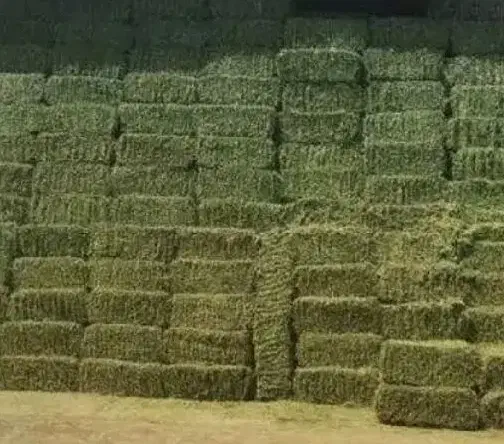 یونجه خشک|خدمات باغبانی و درختکاری|کنگاور, |دیوار