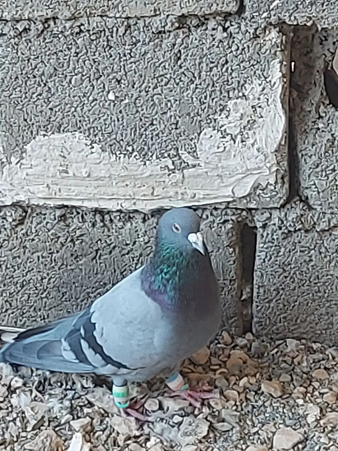 کبوترپلاکی اصیل|پرنده|گچی, |دیوار