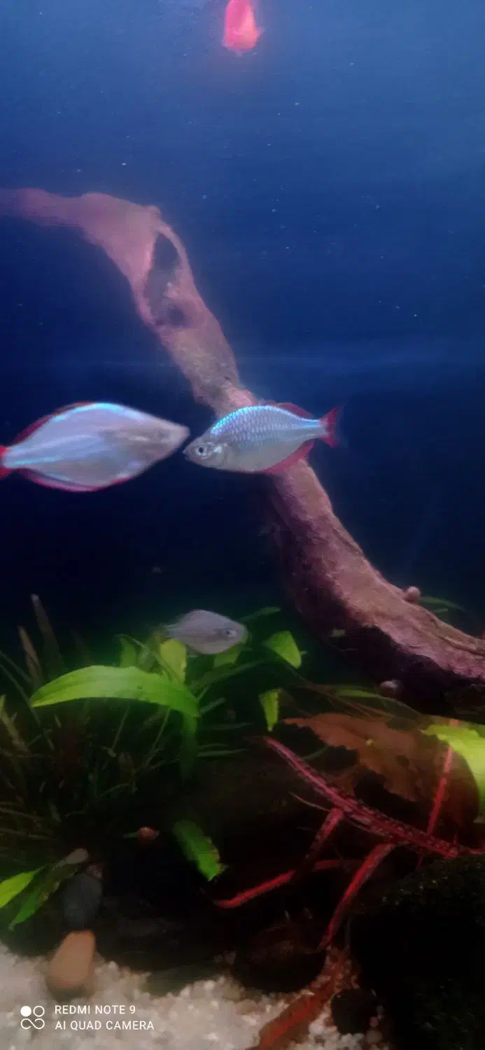 ماهی و گیاه|ماهی|لاهیجان, لیالستان|دیوار