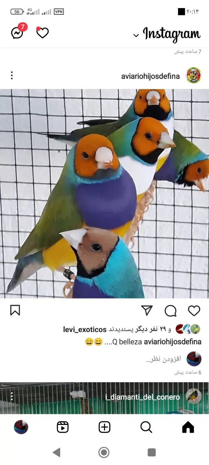 گلدین بالغ جفت جوجه موجود است|پرنده|رشت, آتشگاه|دیوار