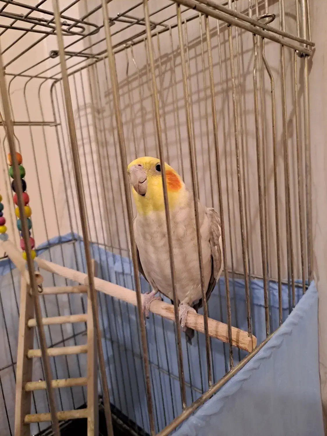 عروس هلندی|پرنده|شهر ری, عباسآباد|دیوار