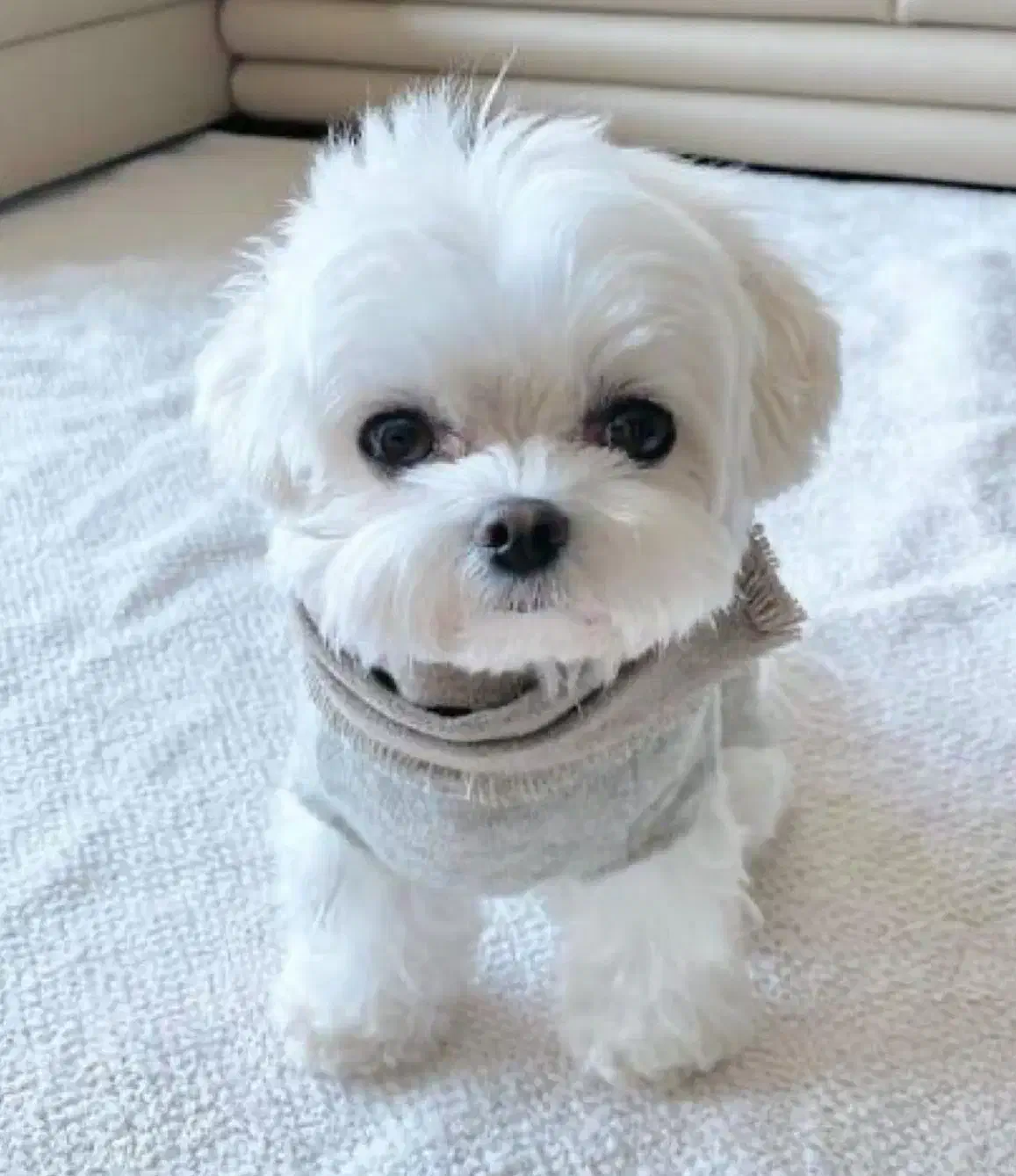 پودلی پو|سگ|تهران, شهرک غرب|دیوار