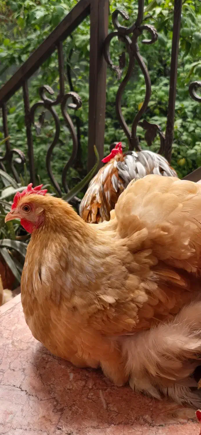 فروش دو جفت مرغ و یک خروس کوشین|حیوانات مزرعه|بندر انزلی, گیلار|دیوار