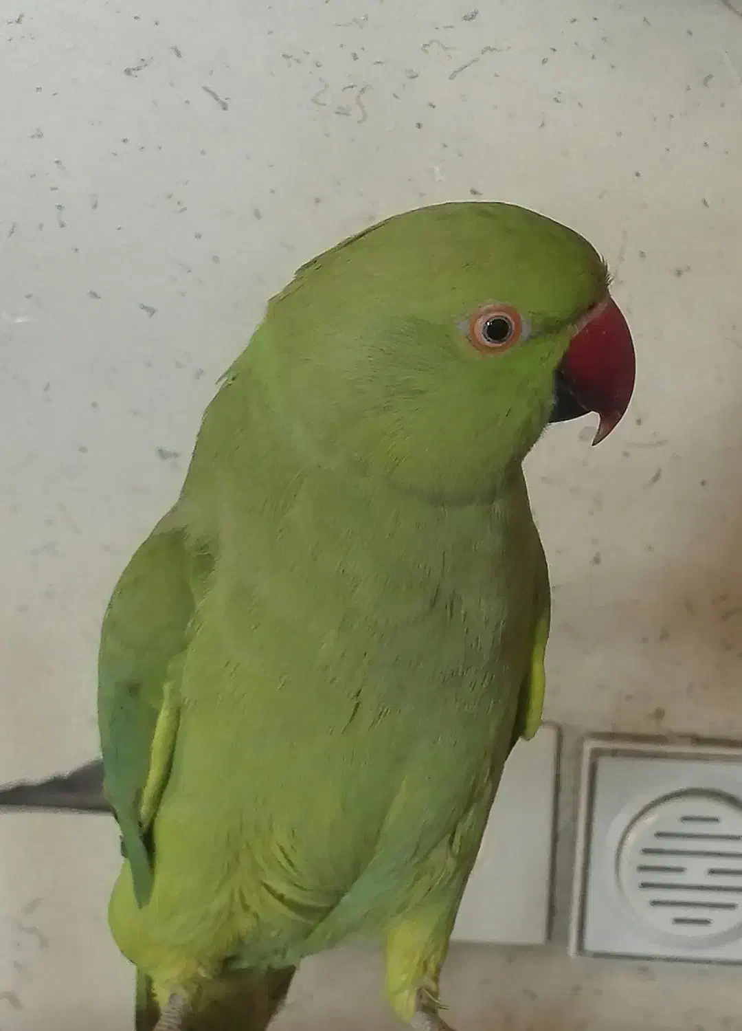 طوطی سخنگو ودستی|پرنده|اصفهان, مرداویج|دیوار