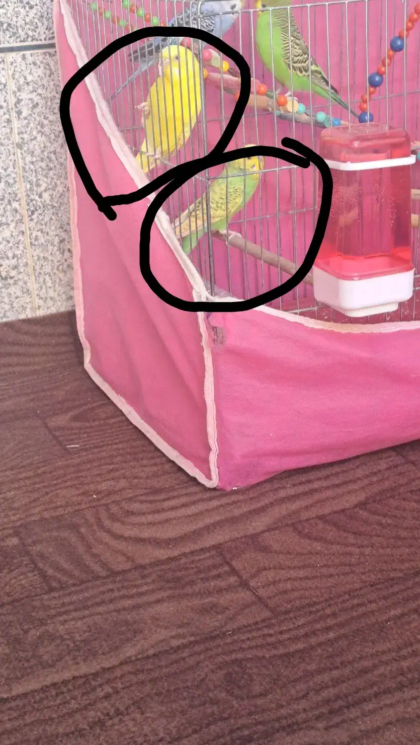 مرغ عشق|پرنده|صحنه, |دیوار