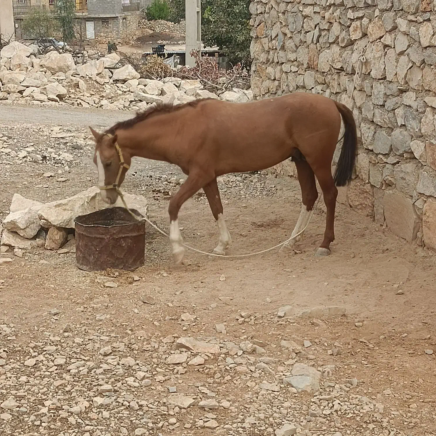 اسب|حیوانات مزرعه|سورنا, |دیوار