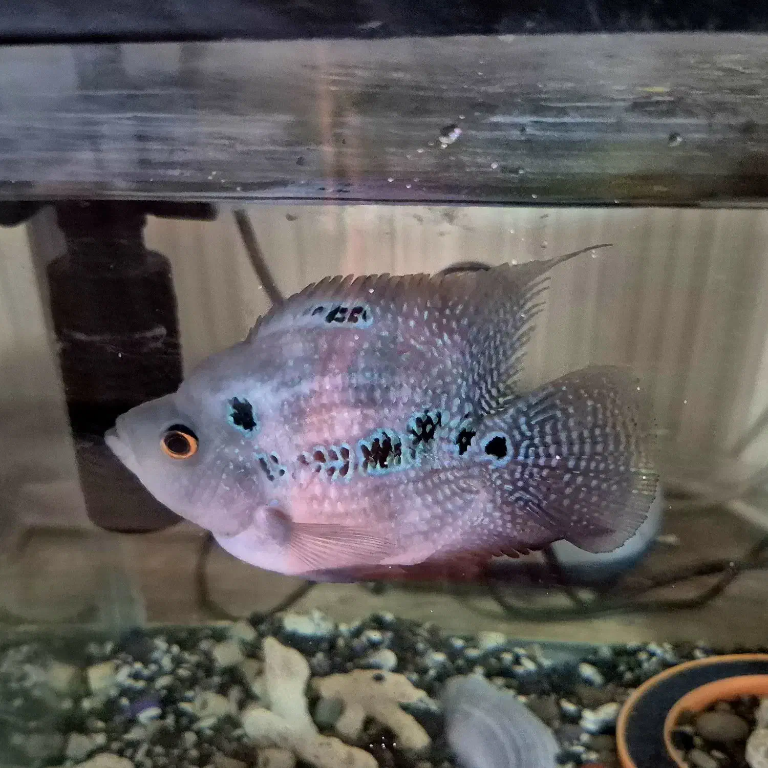 فلاور باکس|ماهی|پردیس, فاز ۱|دیوار