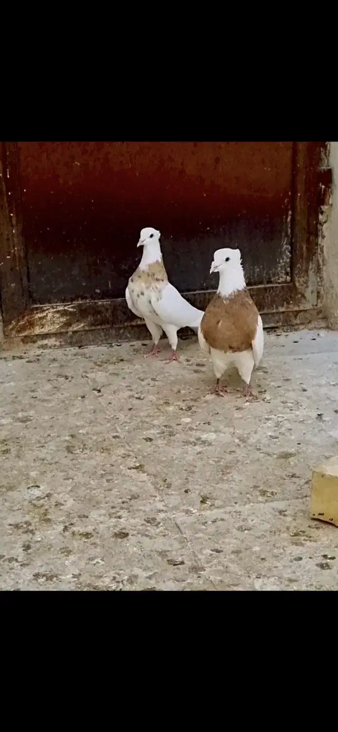 ماده طوقی همرنگ کبوتر کفتر|پرنده|مشهد, شهید احمدی روشن|دیوار