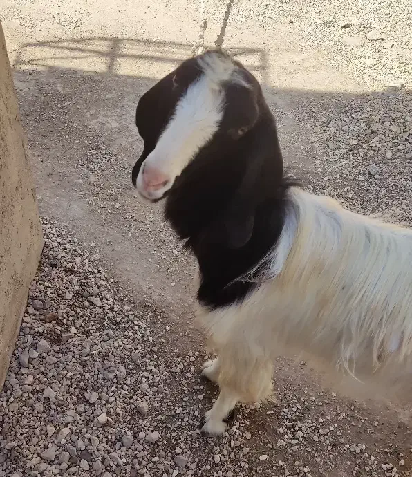 فروش یک راس بز|حیوانات مزرعه|اهرم, |دیوار