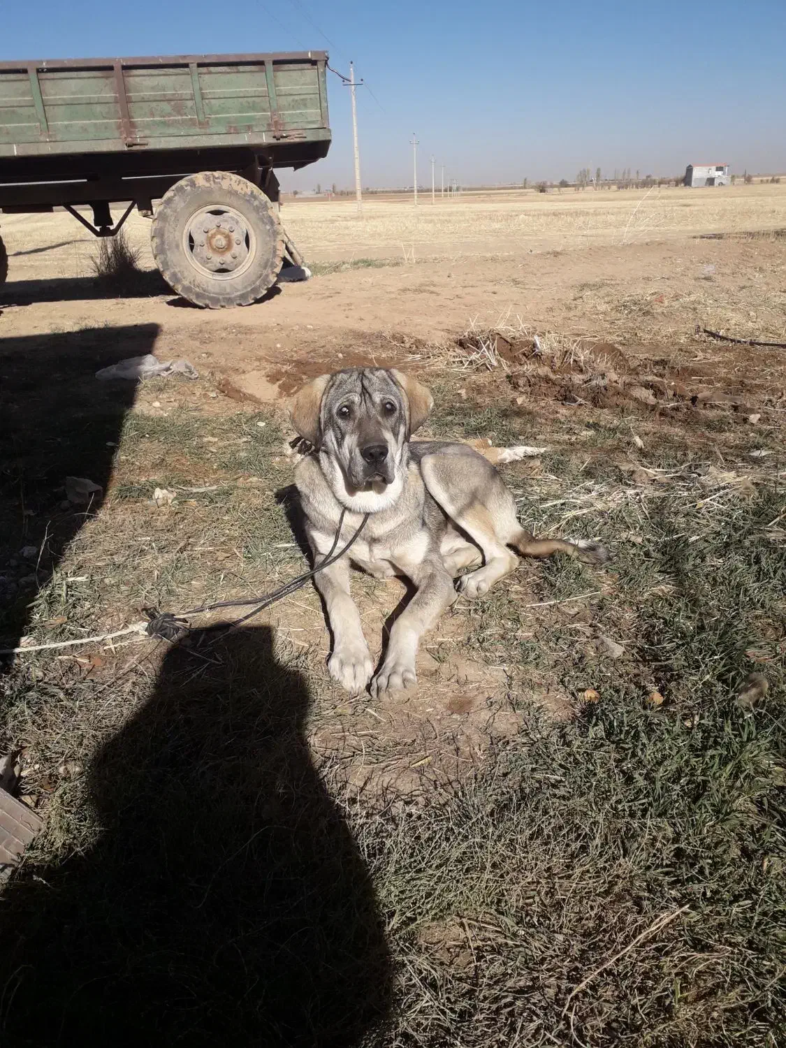 مفقودی سگ|سگ|دهگلان, |دیوار