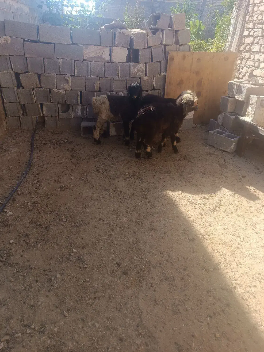 بره نر|حیوانات مزرعه|شیراز, جرسقان|دیوار