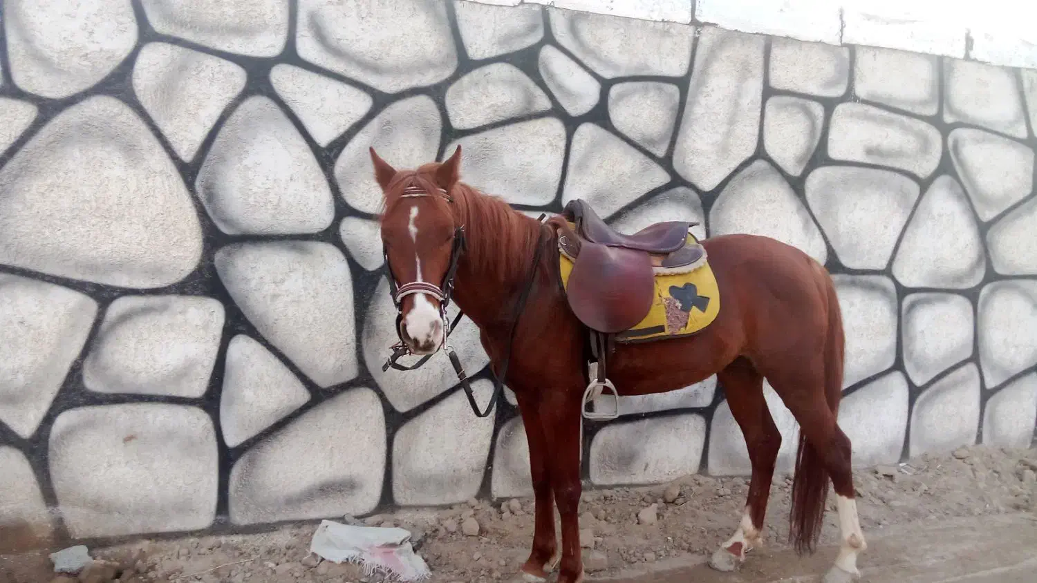 اسب کرد دو سر حال سالم مدارک میکروچیب دار|اسب و تجهیزات اسبسواری|رباطکریم, نوده|دیوار